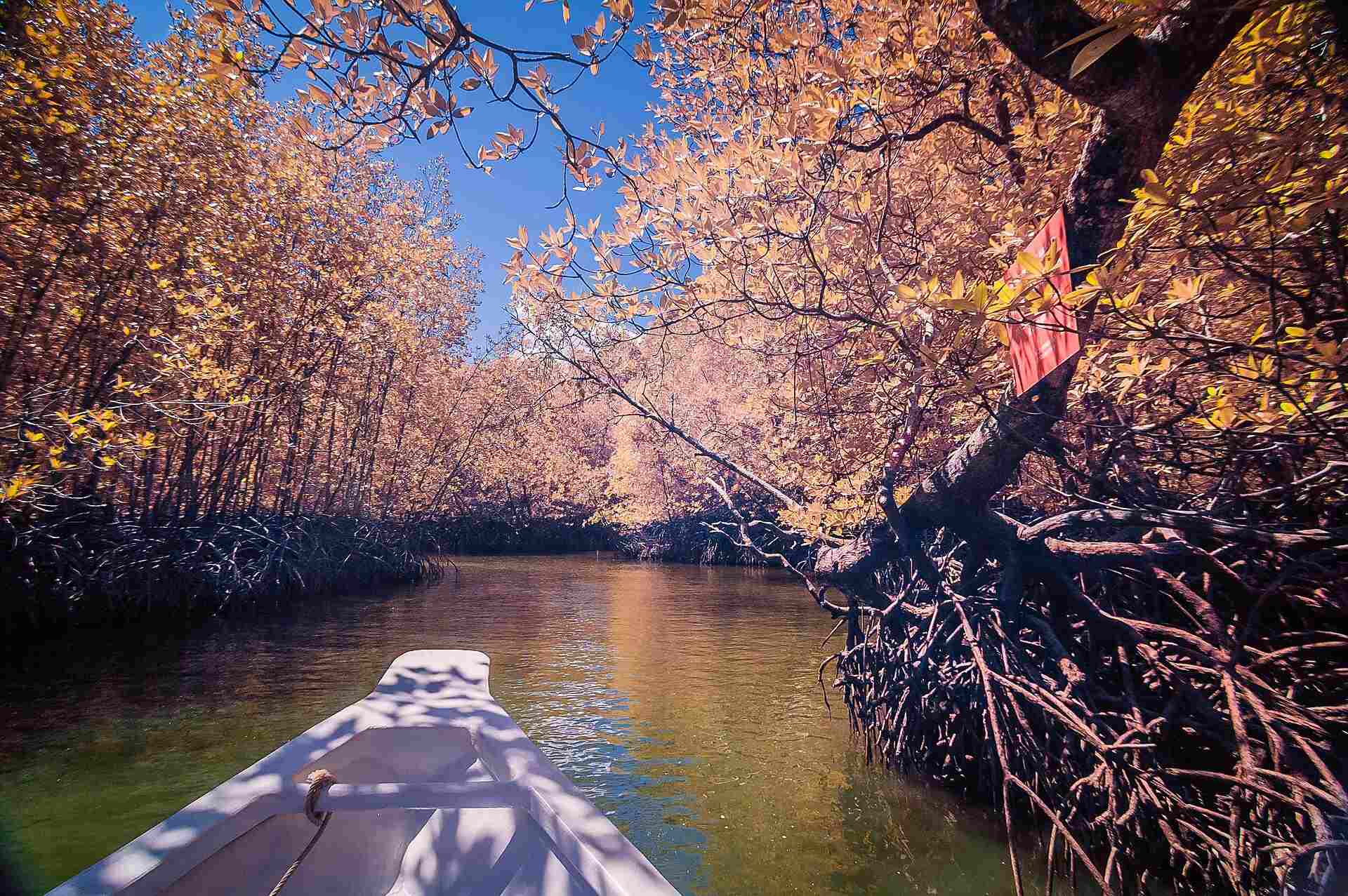 Langkawi mangrove and island tours